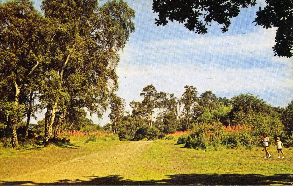 ELH 0538 Forest Walk Edwinstowe Sherwood Forest 1970's Edwinstowe