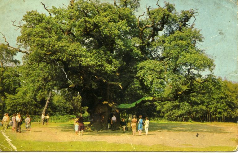 trees-of-sherwood-forest-major-oak-edwinstowe-historical-society