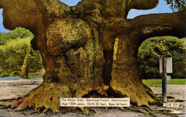 Trees of Sherwood Forest & Major Oak - Edwinstowe Historical Society